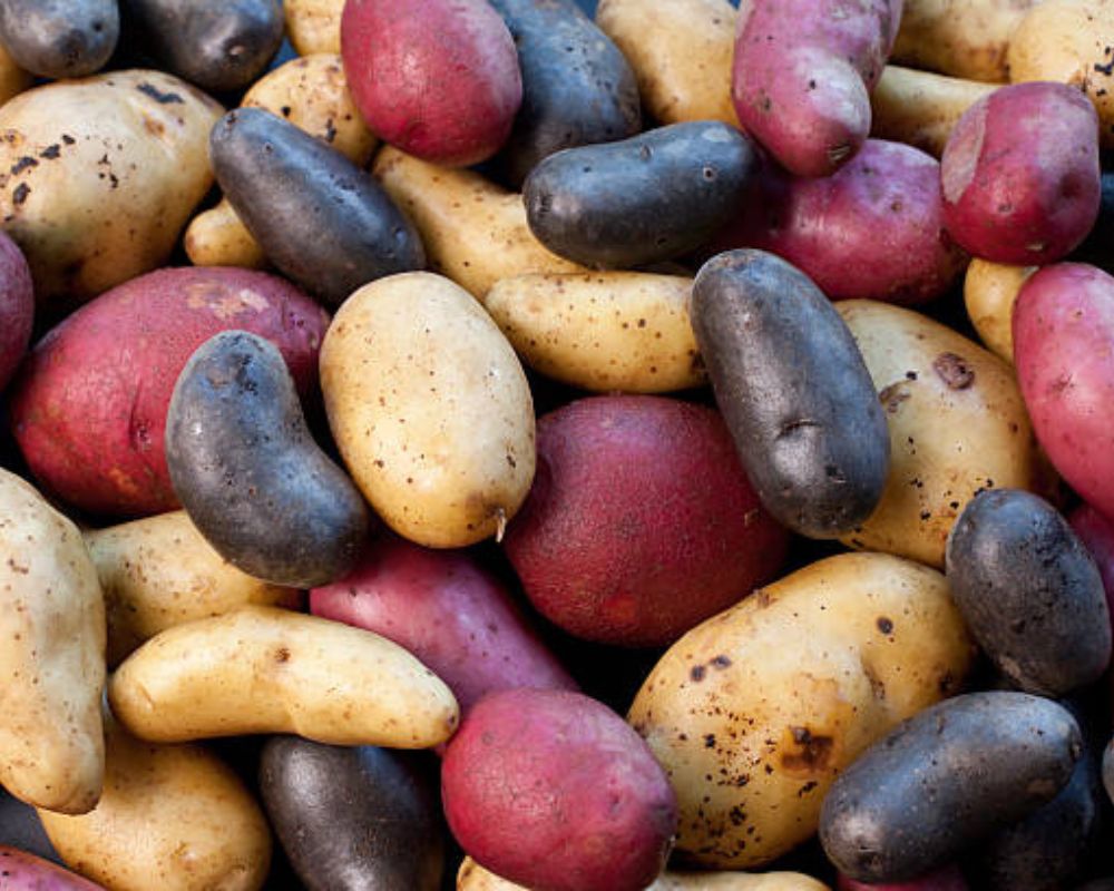 tipos de patatas