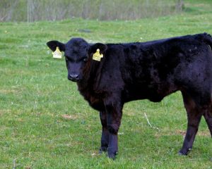carne angus
